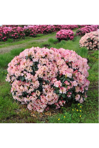 Рододендрон Персі Вайсман опис